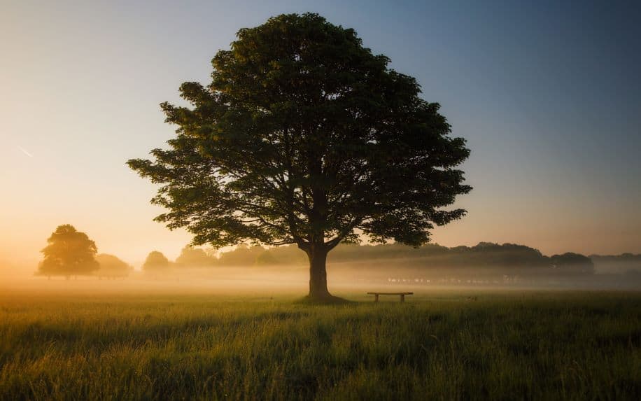 A photo of a lone tree at sunrise. There is a bench under the tree and a bit of fog on the ground.